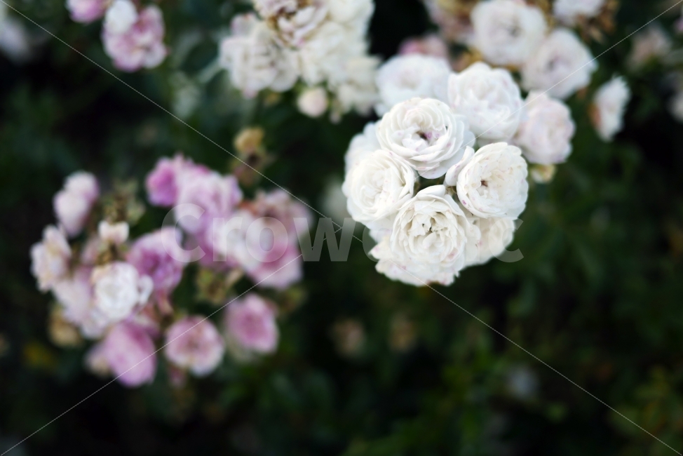 자연,꽃,하얀색,흰색,꽃밭,식물,자연,plants,nature,꽃,flower