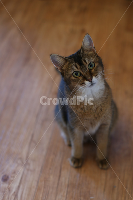고양이,애완동물,캣카페,동물,귀여운동물,동물,animal,포유류,mammal,고양이,cat,kitten,kitty