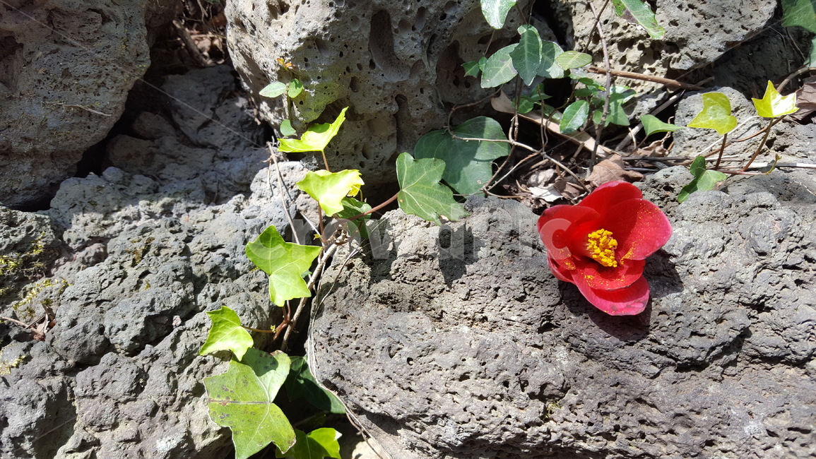 동백꽃,현무암,돌,식물,제주도,빨간꽃,초록잎,잎사귀,jeju,leave,camellia,flower,stone,basalt