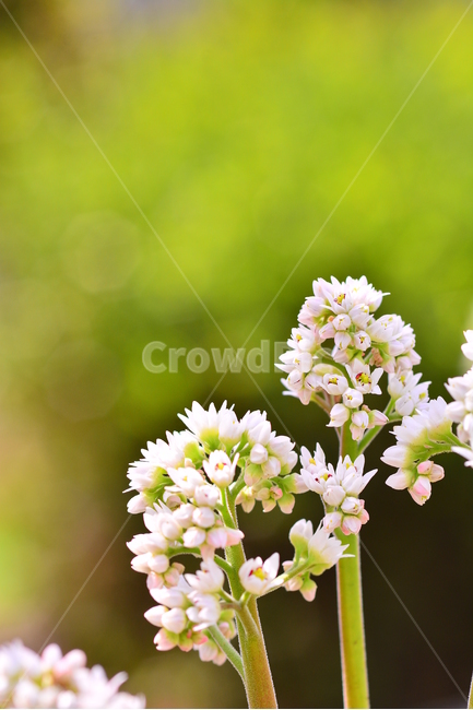 봄이미지,봄꽃,야생화,돌단풍,하얀색꽃,순수,귀여운,작은,우아한,green,flowers,우리꽃,토종,배경흐림,아웃포커스,pretty,자연,봄,계절,spring,season,식물,자연,plants,nature,꽃,flower,plant
