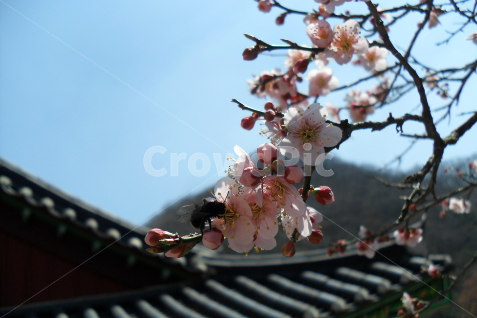 백양사,고불매,벌,매화,봄,봄,계절,spring,season,식물,자연,plants,nature,꽃,flower,plant
