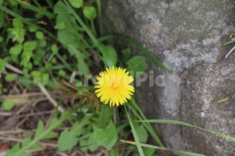 민들레,노란꽃,들꽃,dandelion,yellowflower,봄,바위꽃,꽃