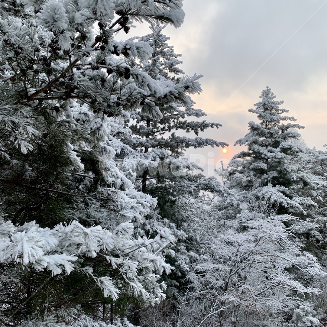 겨울,눈,풍경,자연,스키장,겨울,계절,winter,season