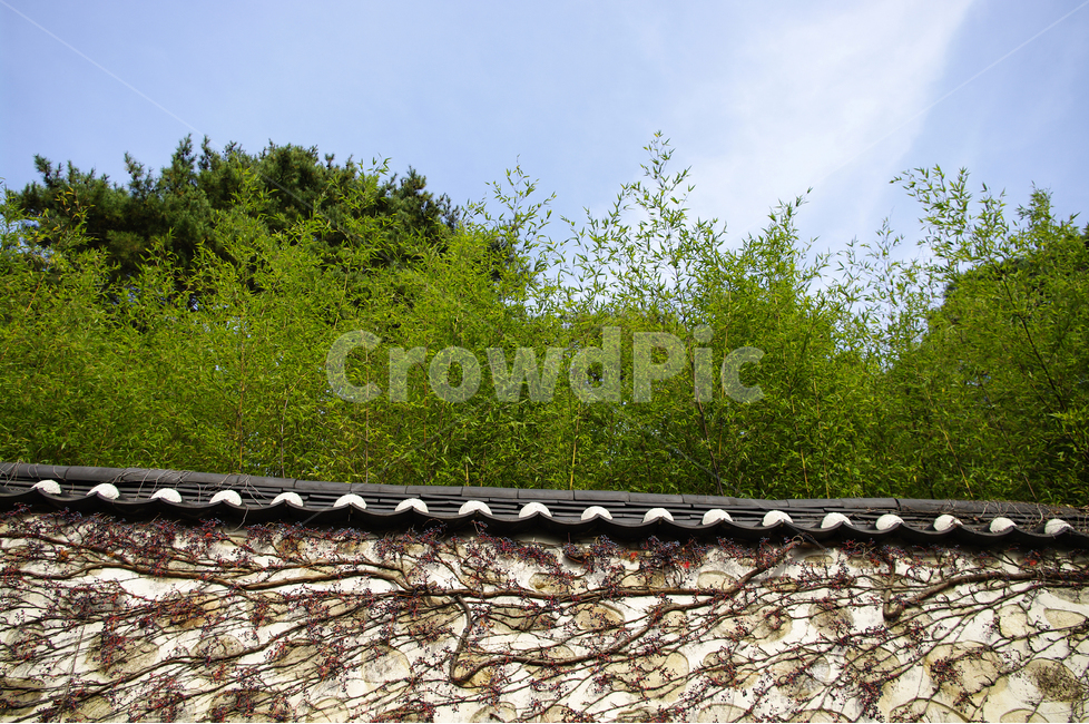 돌담,담장,담,대나무,하늘,전통,고택,한국,오죽헌,한국전통,한국문화,korean traditional,korean culture,건축물,건물외관,exterior,building,structure,architecture,construction