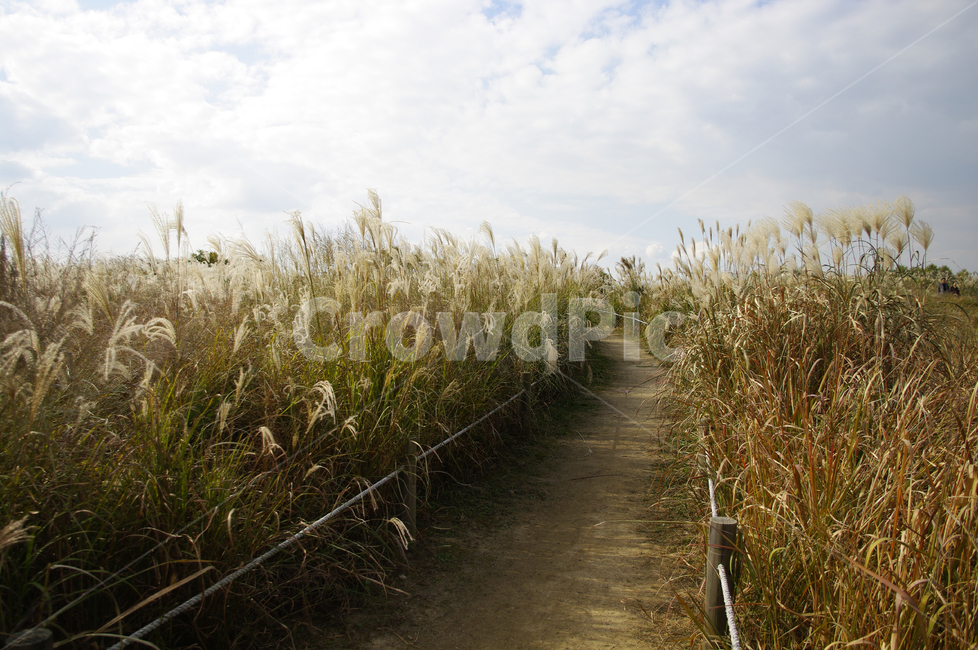 가을,억새,자연,nature,식물,plant,하늘,구름,길,자연,풍경,nature,landscape,grass,잔디