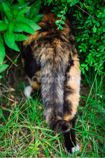 고양이,캣,냥냥이,길고양이,삼색이,치즈냥,냥,cat,동물,동물,animal,포유류,mammal,고양이,cat,kitten,kitty