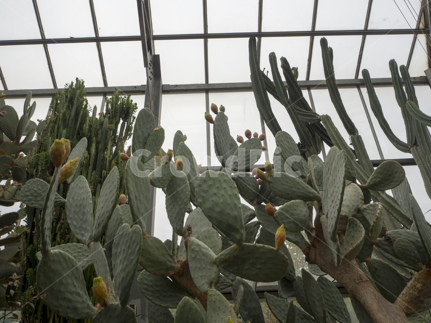 수목원,botanicalgarden,대구수목원,대곡수목원,자연,nature,초록,선인장,cactus,온실,식물,자연,plants,nature
