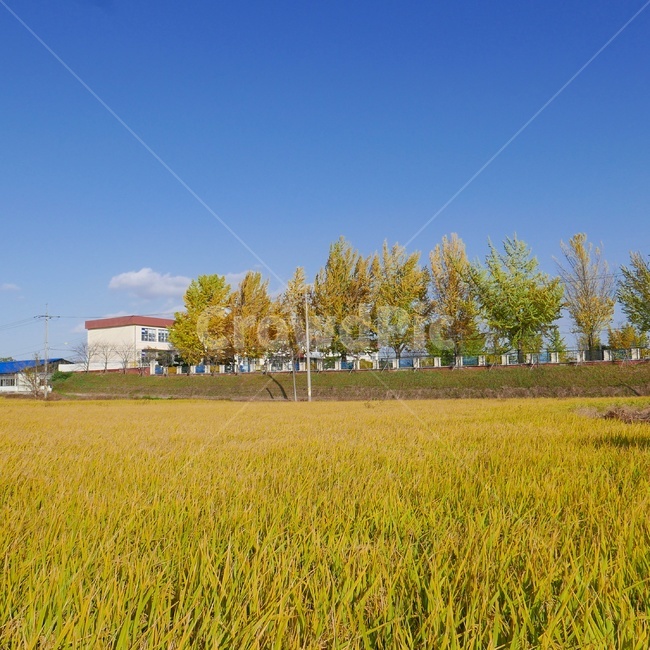 시골,가을,가을풍경,벼,은행나무,시골,마을,풍경,landscape,country,rural,town