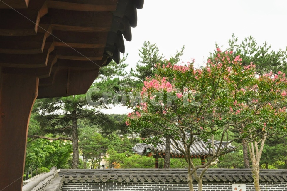 한옥,기와,담,출입문,고궁,한국전통,한국문화,korean traditional,korean culture,꽃,flower,나무,trees,wood,건축물,건물외관,exterior,building,structure,architecture,construction