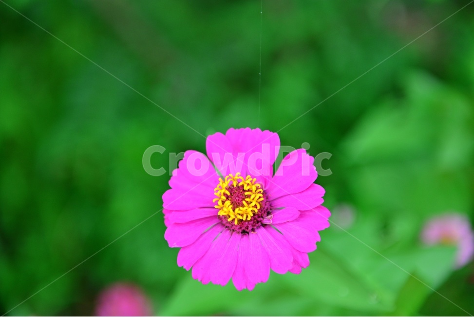 plant,식물,flower,blossom,꽃,daisy,daisies,데이지,백일홍