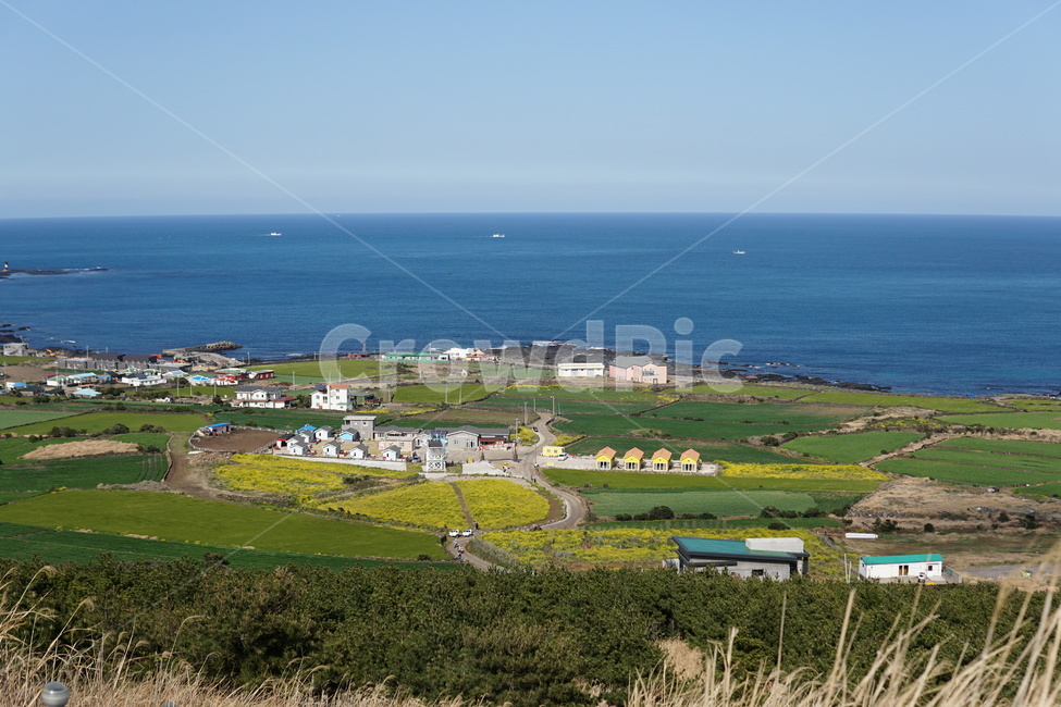 바다,유채,봄,우도,논,봄,계절,spring,season,제주도,jeju,jeju island,시골,마을,풍경,landscape,country,rural,town,nature,자연,outdoors,옥외,land,땅,water,물,ocean,대양,sea,scenery,경치