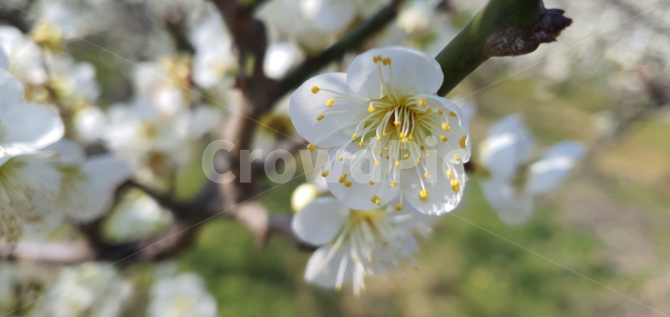 식물,flower,rhc,apricotflower,벚꽃,매화,plant