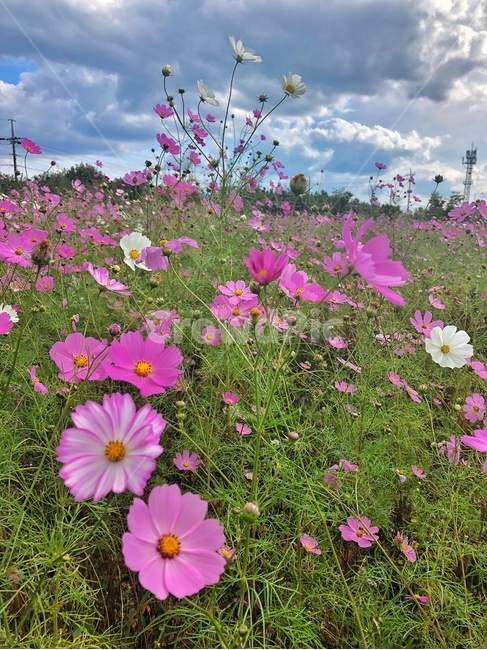 가을,코스모스,분홍색,하늘,구름,가을,계절,fall,autumn,season,식물,자연,plants,nature,꽃,flower,plant,blossom,geranium,제라늄