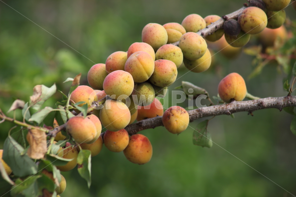 매실,황매실,열매,약용식물,japaneseapricot