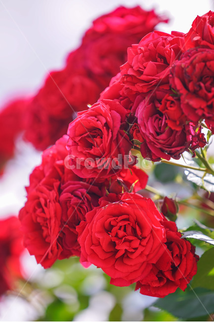장미,5월의여왕,빨강,붉은장미,장미공원,대구,red,rose,roses,두류공원,이곡장미공원,꽃,봄,여름,식물,자연,plants,nature,꽃,flower