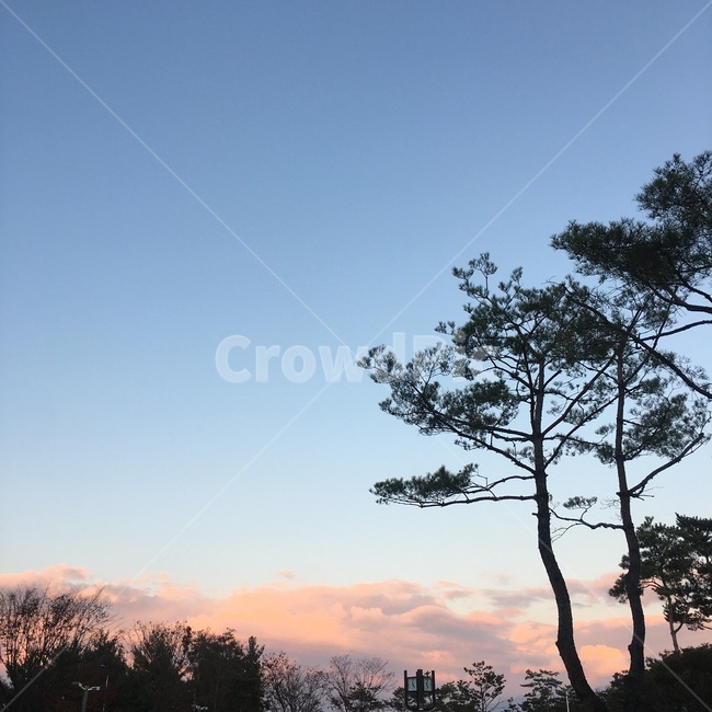 nature,자연,tree,나무,plant,식물,outdoors,옥외,하늘,sky,구름
