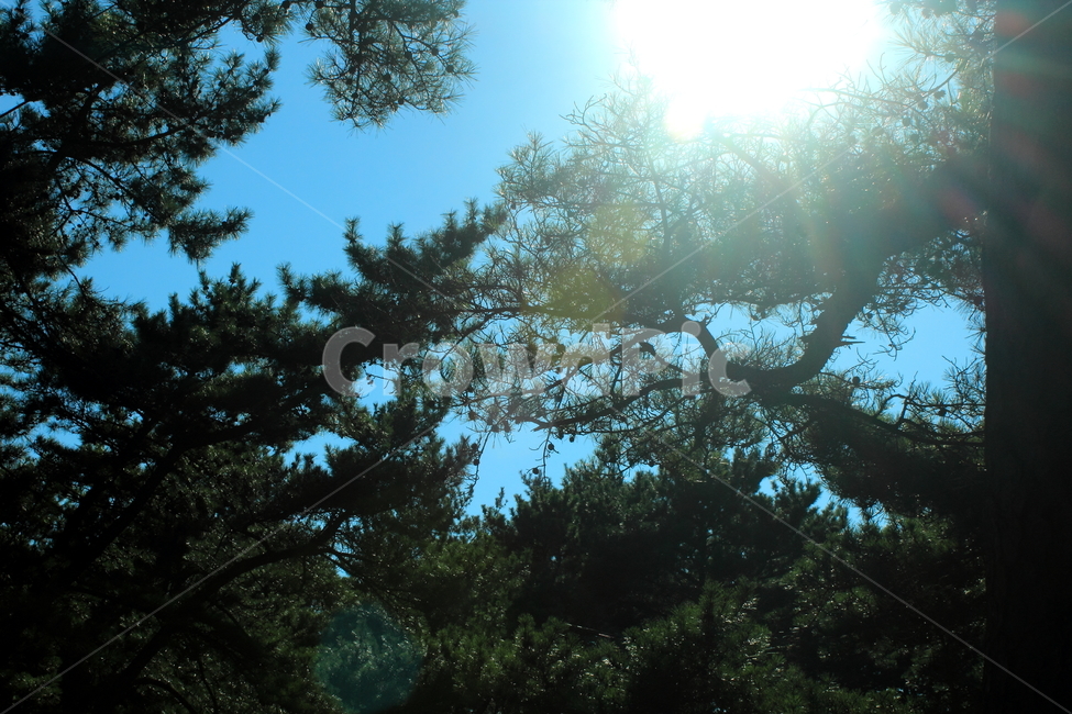 하늘,햇살,shine,나무,산림,자연,풍경,nature,landscape,light,빛,flare,플레어,tree,plant,식물,sunlight,햇빛