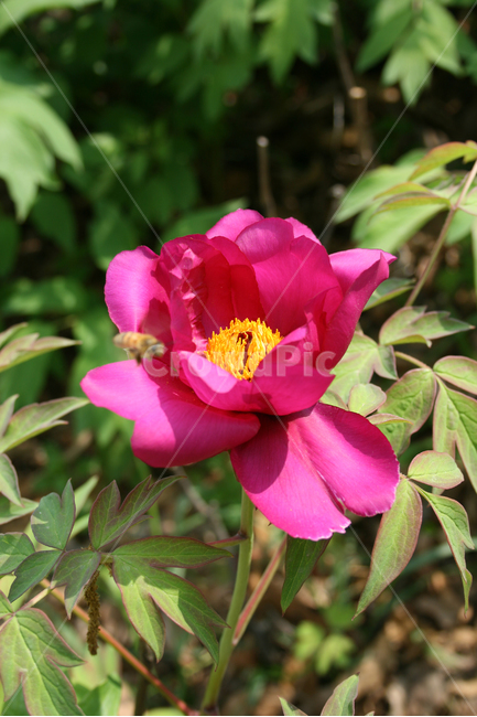 식물,flower,꽃,모란,붉은꽃,벌,식물,자연,plants,nature,꽃,flower,동물,animal,곤충,벌레,insect,bug