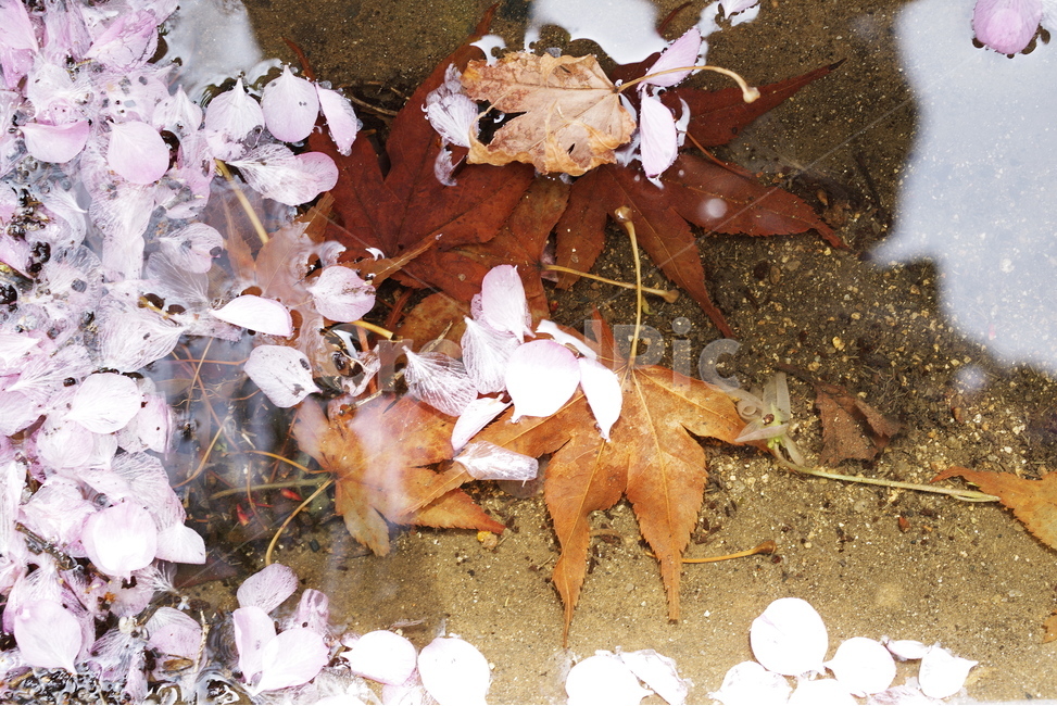 봄,봄꽃,벚꽃,꽃잎,자연,계절,꽃,낙엽,단풍,반영,물,배경화면,바탕화면,감성,nature,natural,beauty,cherryblossom,petal,sakura,spring,season,springflower,maple,leaf,autumnleaf,water,flower,봄,계절,spring,season,꽃,flower,plant,식물,잎,tree,나무