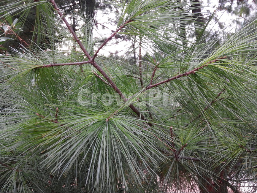 잣나무,침엽수,사철나무,봄,산,유실수,식물,자연,plants,nature