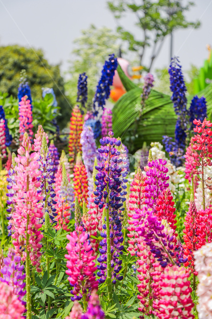 꽃,봄,flower,plant,blossom,식물,식물,자연,plants,nature,꽃,flower