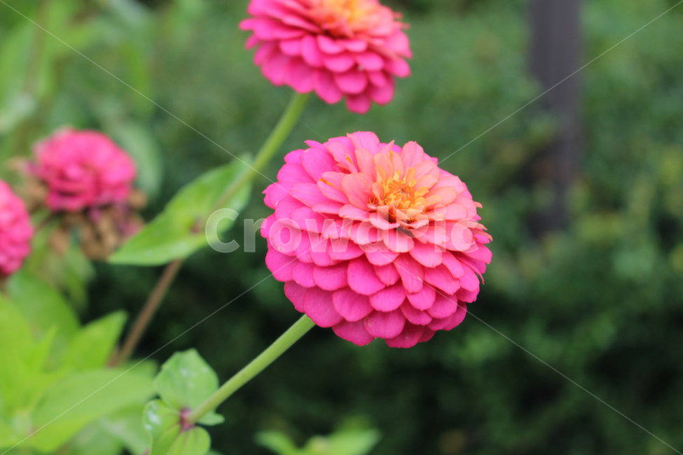 꽃,flower,plant,백일홍,백일초,식물,자연,plants,nature,꽃,flower