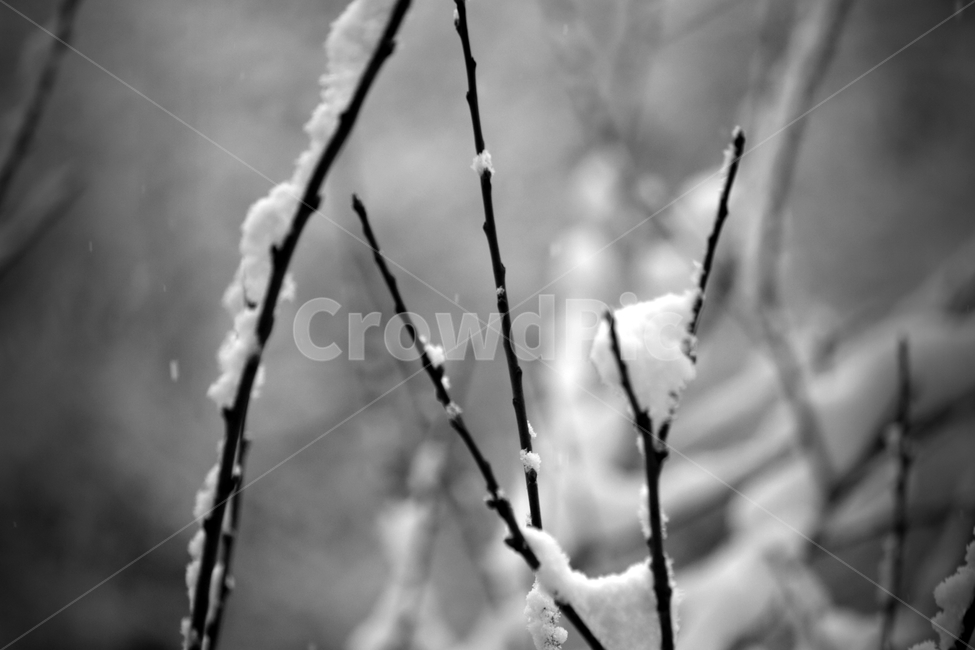 얼음,눈,자연,서리,옥외,frost,nature,ice,outdoors,snow,겨울,계절,winter,season,흑백,모노톤,monochrome,black and white