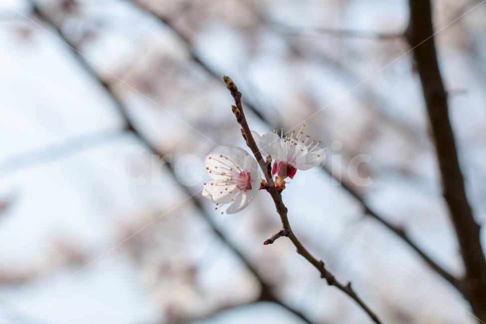 꽃,flower,매화,벚꽃,분홍,하얀,봄,계절,spring,season,식물,자연,plants,nature,꽃,flower,plant