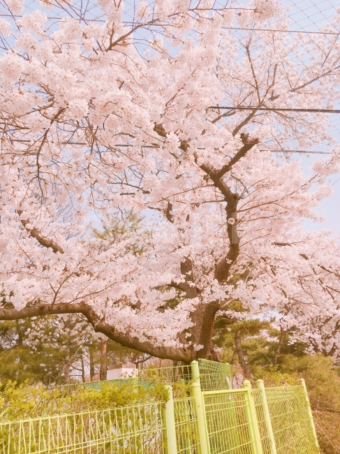 벚꽃,봄,벚꽃축제,소풍,나들이,식물,자연,plants,nature,감성,sensible,feeling,봄,계절,spring,season,꽃,flower,plant,blossom,cherry blossom