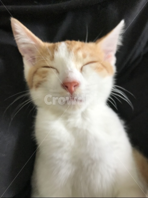 자는고양이,고양이,새끼고양이,조는고양이,코숏,동물,animal,포유류,mammal,고양이,cat,kitten,kitty