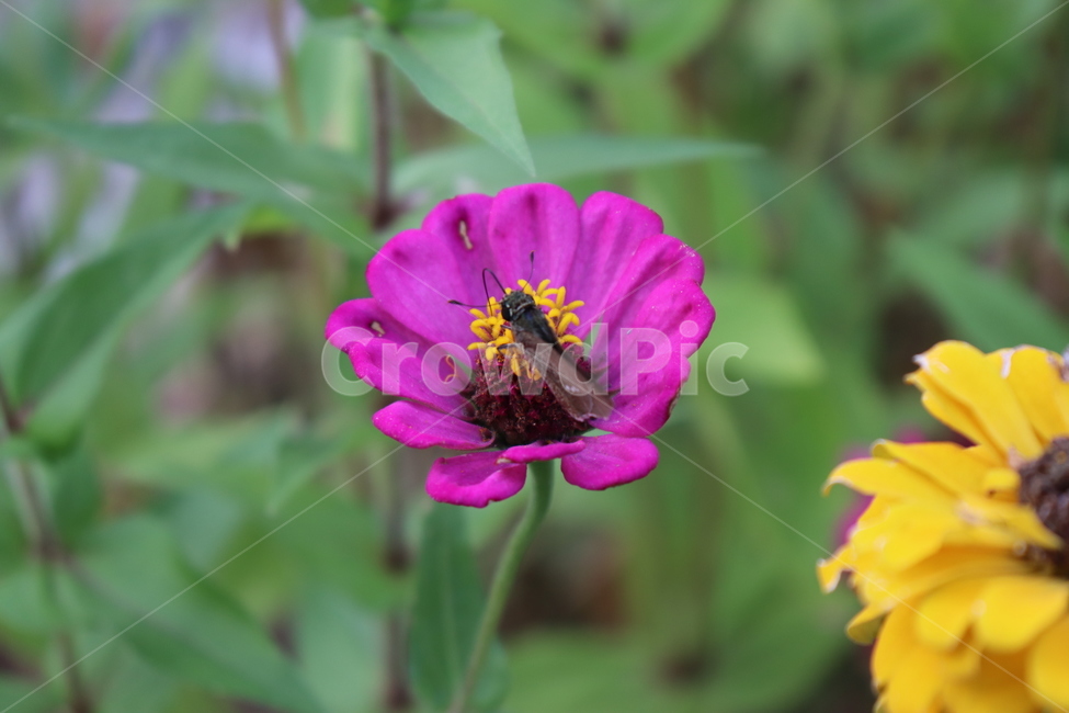 식물,꽃,flower,plant,pollen,honeybee,꿀벌,벌,bee,곤충,동물,insect,animal,blossom,식물,자연,plants,nature,꽃,flower,곤충,벌레,insect,bug