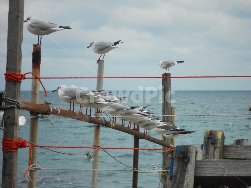 바다,갈매기,새,bird,animal,동물,동물,animal,조류,새,birds