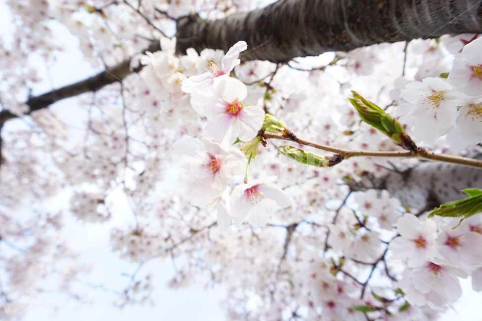 꽃,벚꽃,나무,봄,계절,cherryblossoms,tree,season,spring,아름다움