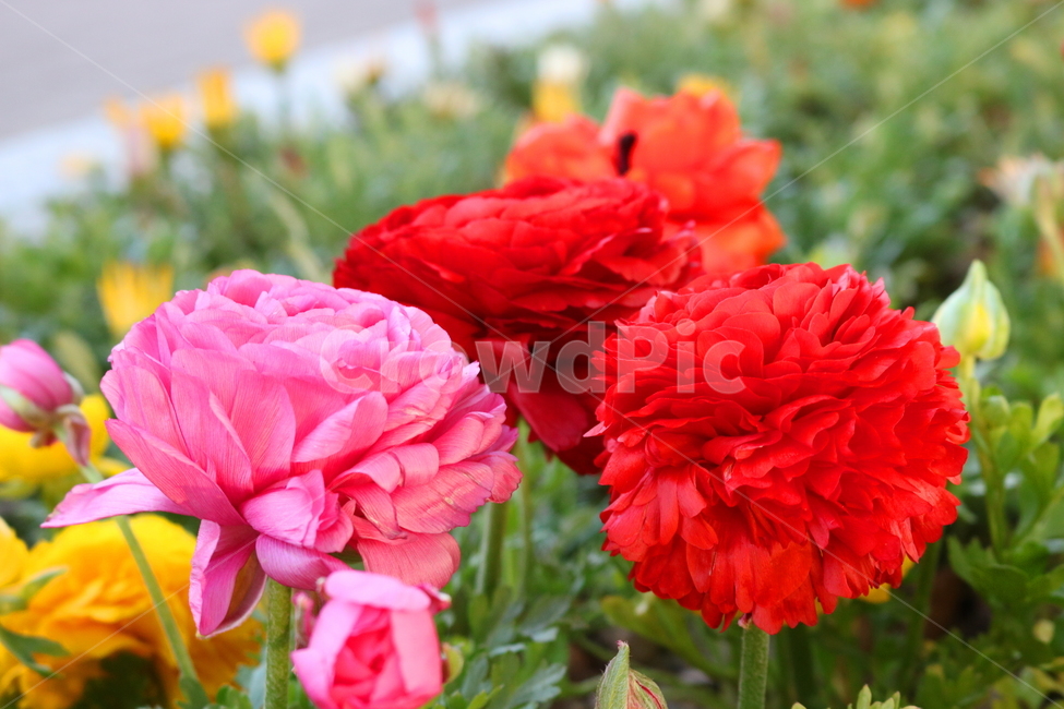 라넌큘러스,꽃,라넌큘러스꽃,식물,숙근초,꽃밭,식물,자연,plants,nature,꽃,flower