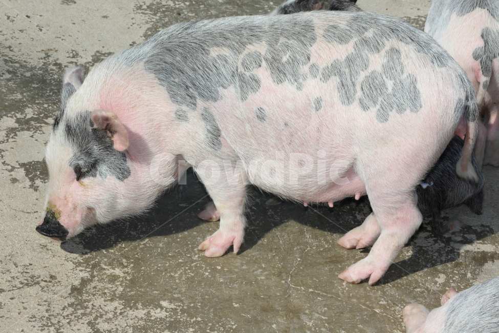 돼지,애기돼지,ㄷ애기돼지,돈,돼지화분,도야지,동물,animal,포유류,mammal