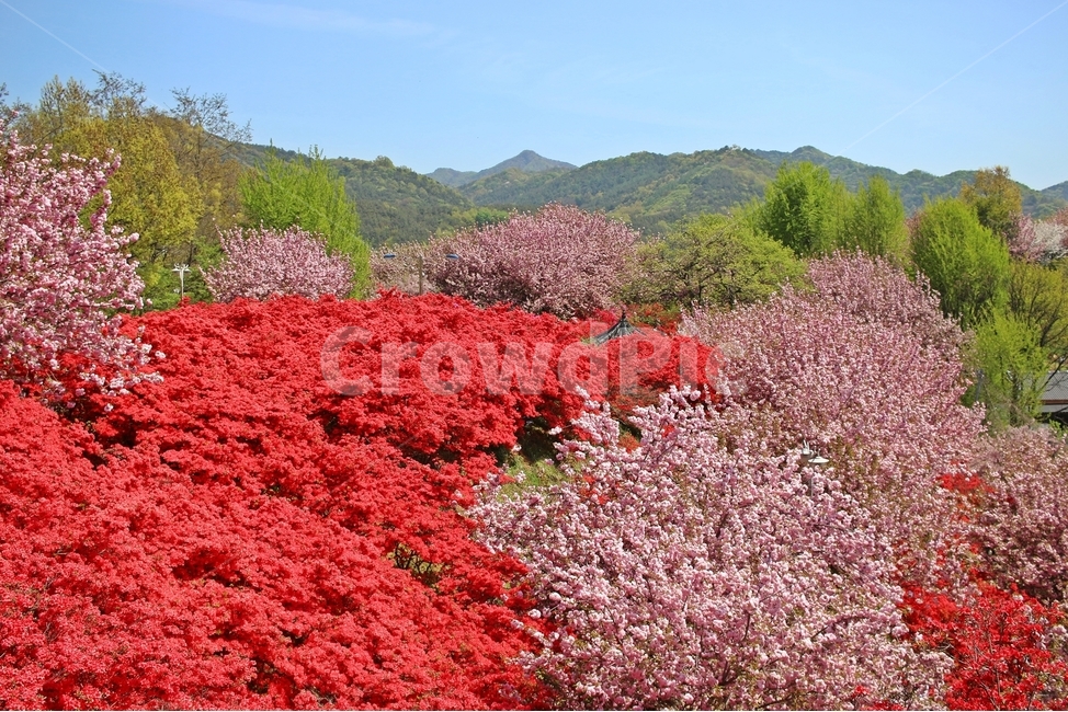 겹벚꽃,완산꽃동산,꽃,봄,한국풍경,풍경,분홍,봄,계절,spring,season,자연,풍경,nature,landscape,plant,식물