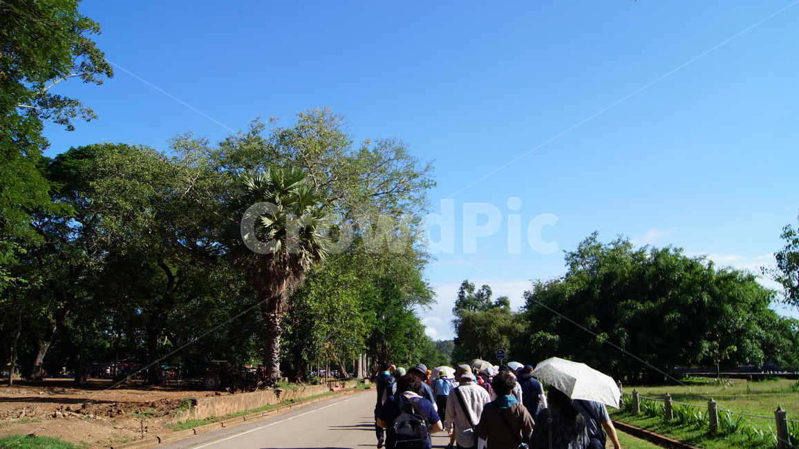 trees,tree,forest,cambodia,sky,blue,cloud,road,park,garden,landscape,green,nature,sun,sunny,sunnyday,나무,하늘,공원,숲,캄보디아,풍경,자연,잔디,해,풀,사람,people,우산,길