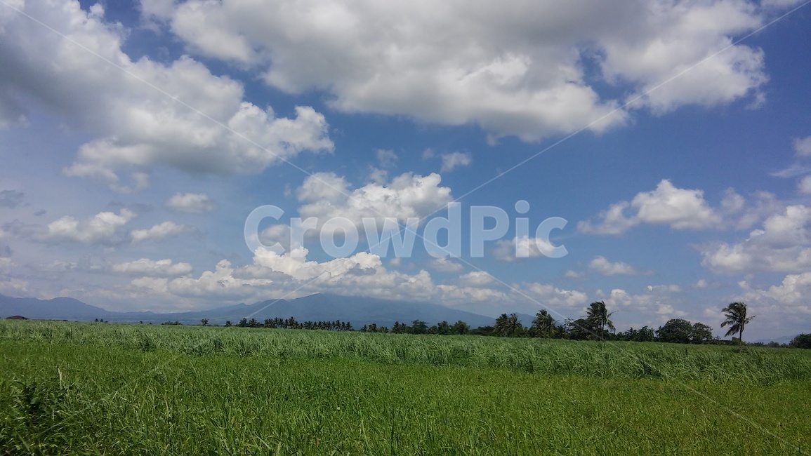 하늘,구름,나무,들판,자연,sky,tree,cloud,field,nature,자연,풍경,nature,landscape