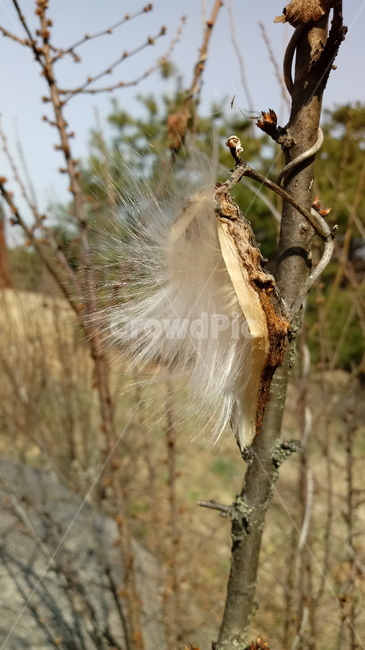자연,식물,나무,tree,옥외,outdoors,nature,박주가리덩쿨,새박덩쿨,약초,약초덩쿨