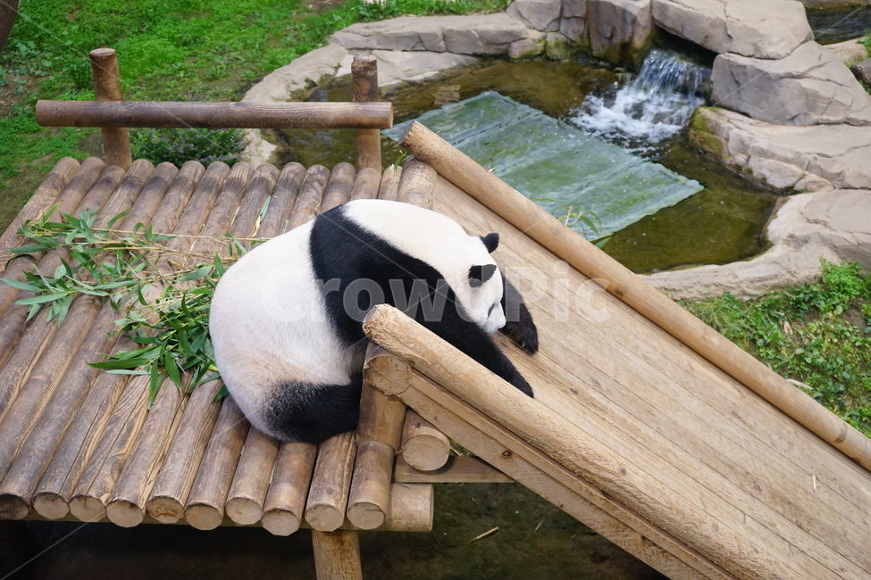 판다,동물원,게으름뱅이,낮잠,애버랜드,동물,animal,포유류,mammal