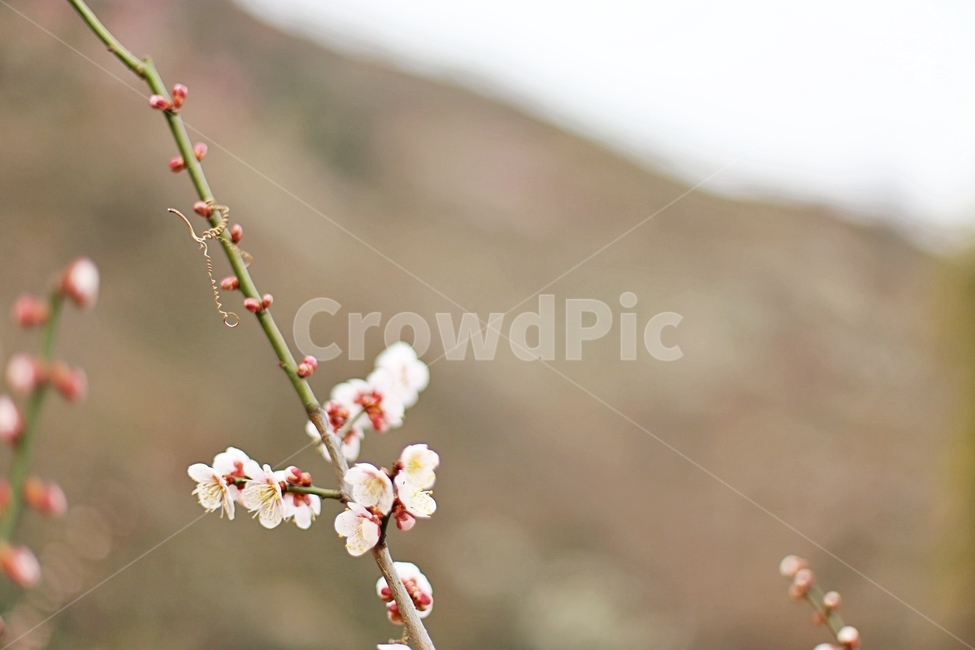 하동,hadong,매화,매화축제,매화꽃,꽃,flower,봄,계절,spring,season,식물,자연,plants,nature,꽃,flower,plant
