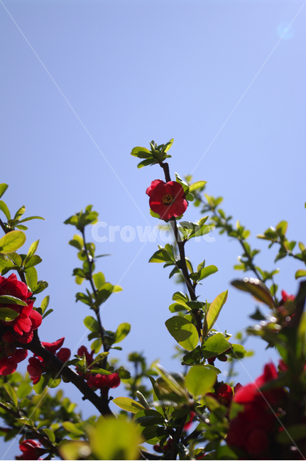 동백꽃,꽃,식물,flower,plant,식물,자연,plants,nature,꽃,flower