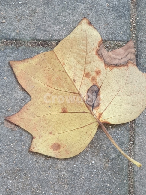 나뭇잎,낙엽,보도,보도블럭,잎,아스팔트