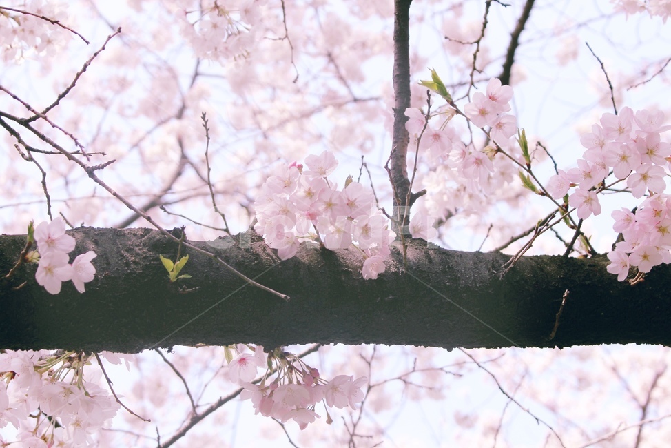 벚꽃,분홍,봄,cherryblossom,tree,나무,spring,pink,봄,계절,spring,season,식물,자연,plants,nature,꽃,flower,감성,sensible,feeling,plant,cherry blossom,blossom