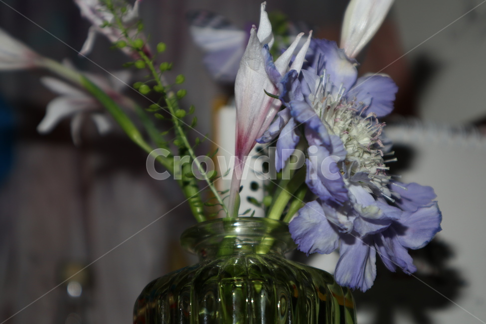 꽃,꽃병,보라색,flower,식물