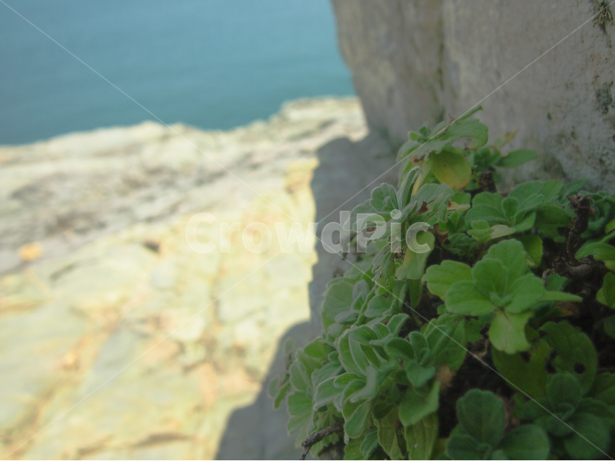 해안,자연,식물,풀,절벽,beach,plant,nauter,식물,자연,plants,nature