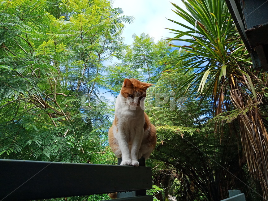 고양이,여름,동물,풍경,cat,animal,하늘,초록,나무,집,green,sky,tree