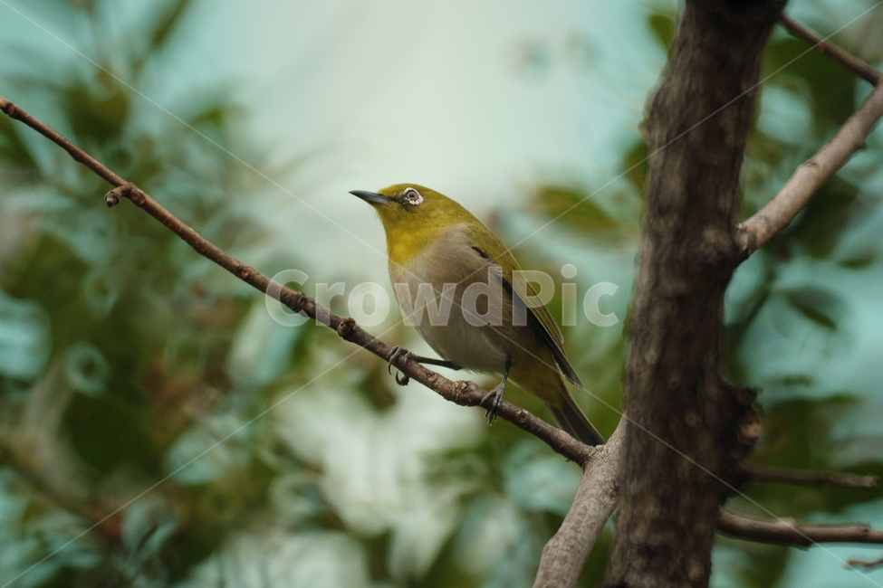 동박새,조류,새,나무가지,아웃포커스,동물,animal,조류,새,birds