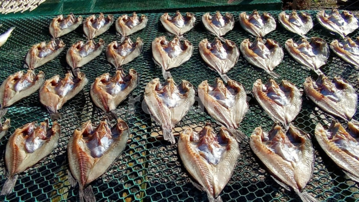 생선,물고기,고기,음식,먹거리,수산물,해산물,fishery products,seafood