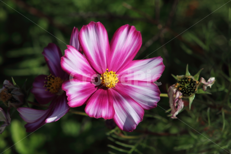 코스모스,꽃,식물,가을꽃,cosmos,가을,계절,fall,autumn,season,식물,자연,plants,nature,꽃,flower,plant